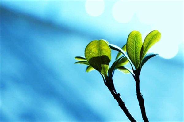 盆栽草莓什么品种最好