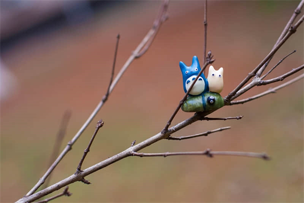 珍珠梅为什么不开花