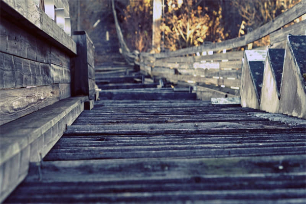 紫蝉花的养殖方法是什么