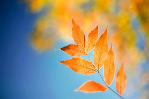 剖腹产多久能喝鲫鱼汤