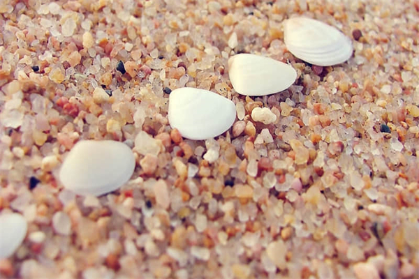 月季花有哪些颜色