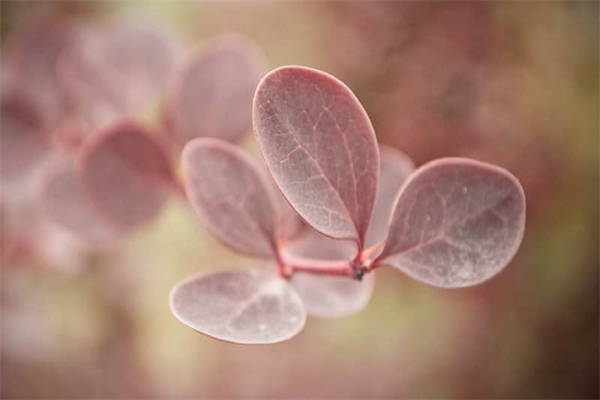 刚买的小鸭子怎么养