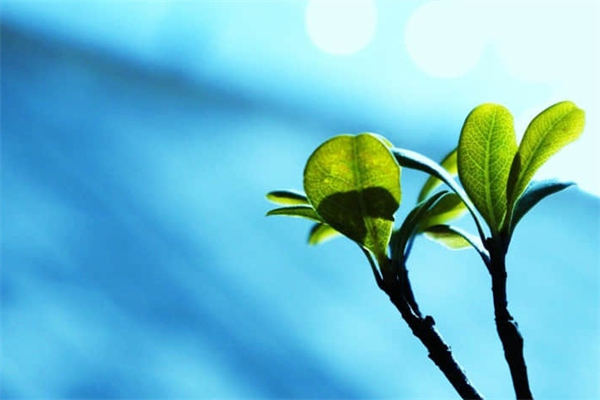 泰拉瑞亚太阳石怎么得