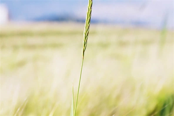 怎样写相亲自我介绍资料 怎样写相亲自我介绍资料