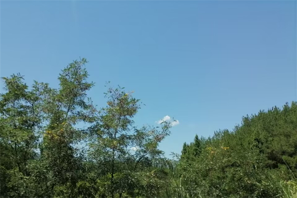 水银温度计要测多久