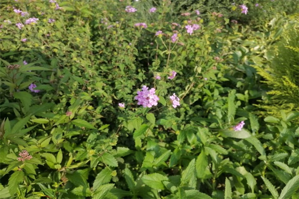 狗狗不让梳毛怎么办