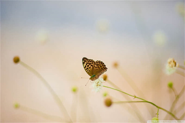 阳光路上繁花相伴作文500字
