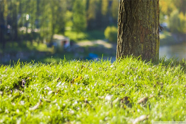 欢乐购物作文300字