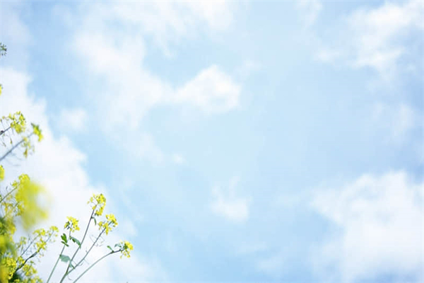 笛子与叔叔作文500字