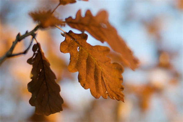 白雪公主读后感一年级小学生