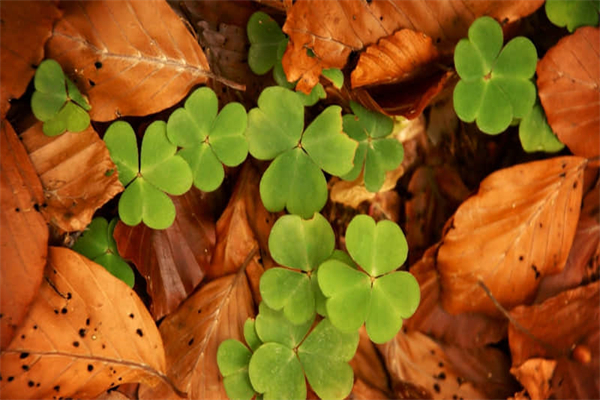 感恩教师节优秀作文5篇