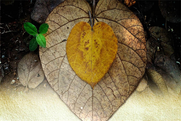 我喜欢桃花作文400字