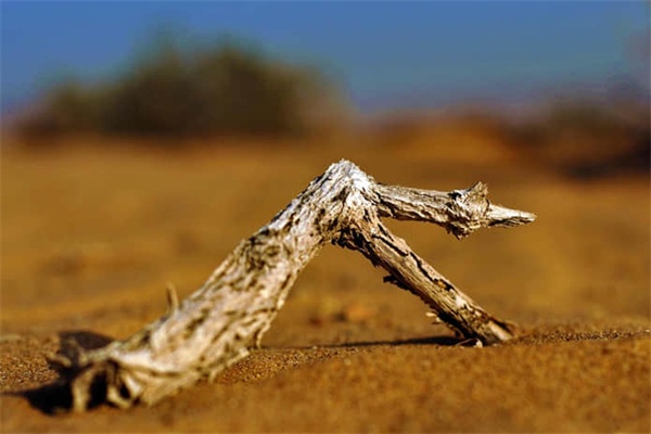 珍惜，那棵石榴树下