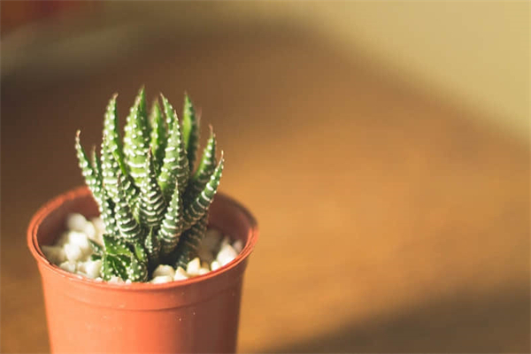 有书陪伴，我不孤单作文