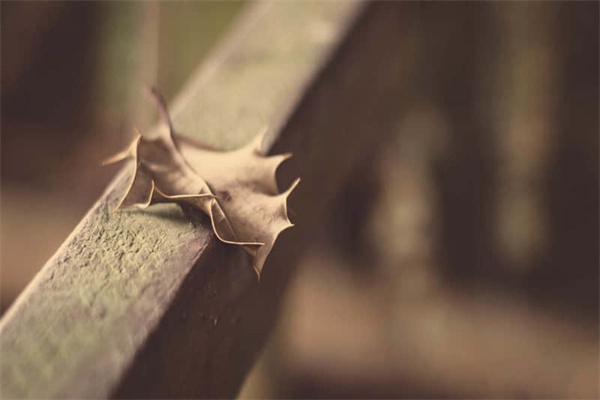 排练节目的作文600字