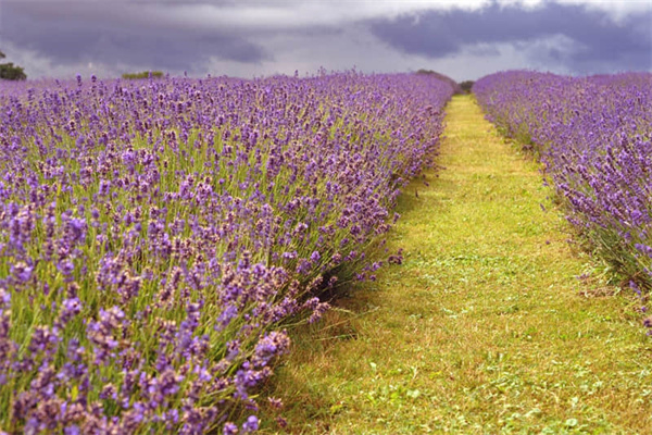 排练课本剧作文500字