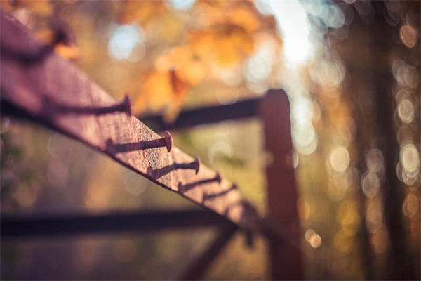 黄河两岸是我家