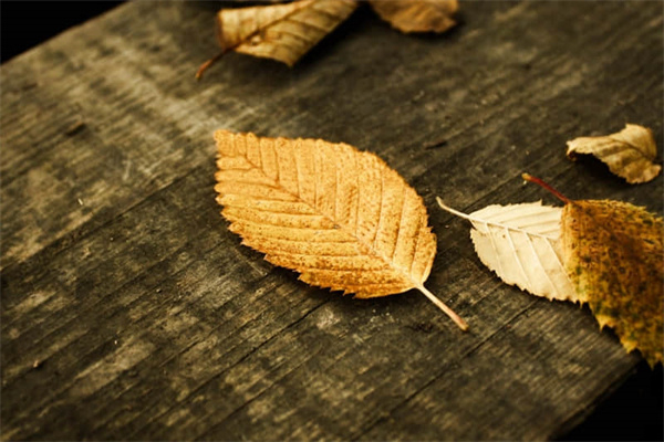 端午节包粽子全新作文摘选