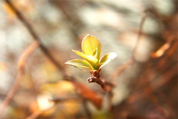 爱一个人得不到回应的句子