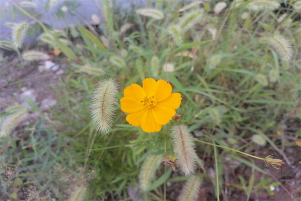 南二环边的风景——美丽的蔷薇墙