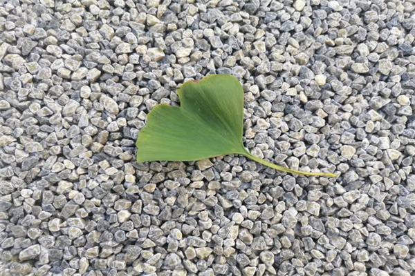 中考满分优秀作文范文优秀范文【5篇】