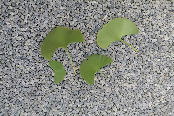 蚂蚁自述作文350字