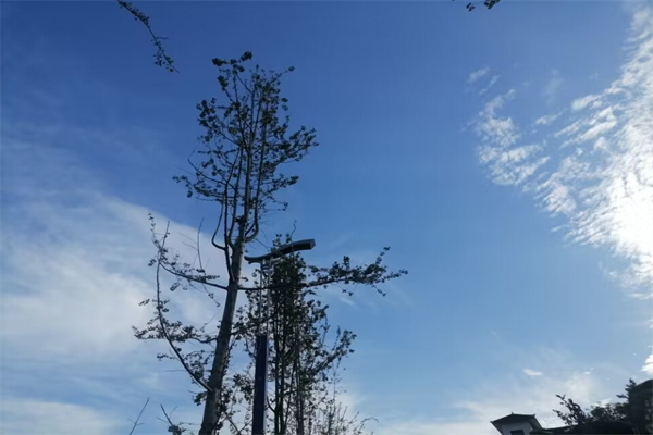 我最喜欢的动物作文500字