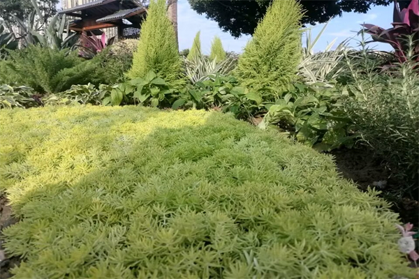 我想对您说作文