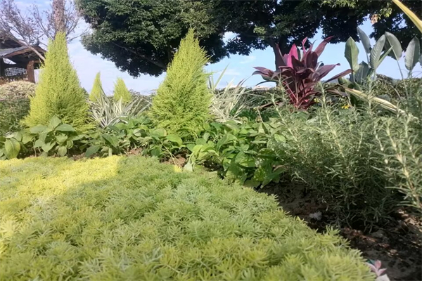 伸出关怀的手作文500字