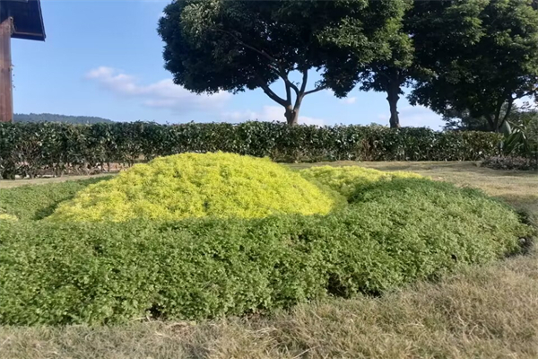 我是雨作文600字
